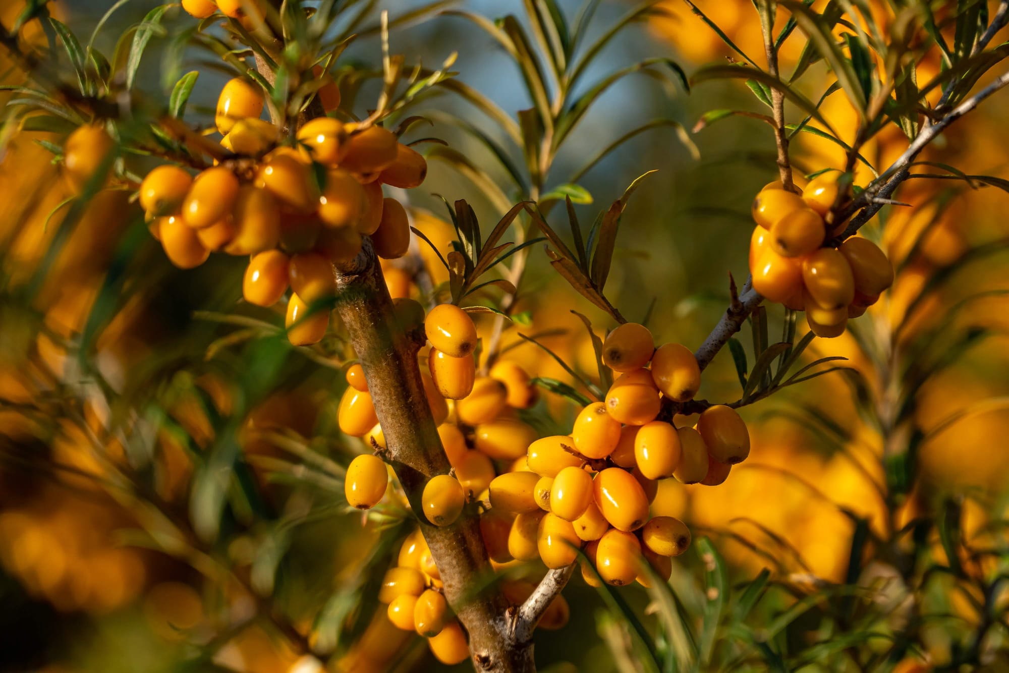 Why Athletes Are Turning to Sea Buckthorn for Recovery